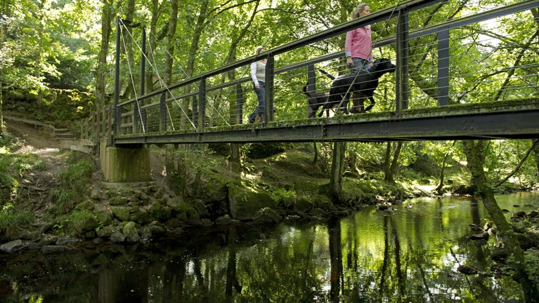 Visitors walking dogs on a footbridge over the River Teign on the estate at Castle Drogo, Devon.